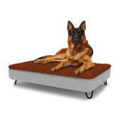 Cane seduto su un grande Topology letto per cani con topper in microfibra e piedini in metallo nero