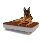 Cane seduto su un grande Topology letto per cani con topper in microfibra e piedi rotondi in legno