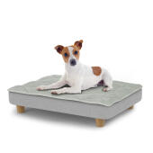 Cane seduto su un piccolo Topology letto per cani con topper trapuntato e piedi rotondi in legno