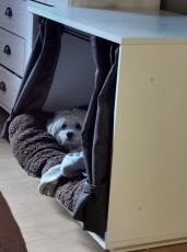 Cane che dorme in Fido Nook mobili per casse per cani