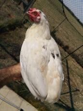 Un pollo bianco stava sulla mano dei suoi proprietari in un giardino dietro una rete