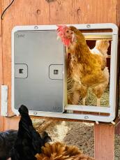 Una gallina che esce dal suo pollaio attraverso una porta automatica grigia