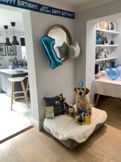 Un cane circondato da regali di compleanno, sul suo nuovo letto grigio