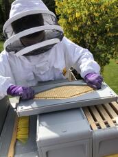 Montaggio della fuga delle api su una tavola più chiara