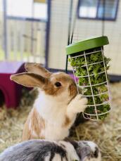 I nostri conigli amano mangiare la verdura dal portaoggetti!