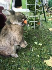 Un coniglio che mangia una carota da un contenitore per dolci