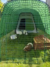 Tre porcellini d'india nel recinto della loro conigliera verde