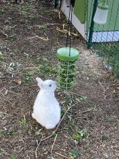 Coniglio bianco fuori dalla sua conigliera verde Eglu che mangia da Omlet Caddi treat holder