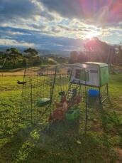 Il primo giorno delle mie bambine nella loro nuova stalla! da allora abbiamo costruito un recinto intorno ad essa, in modo che abbiano Got un sacco di cortile in cui gironzolare durante il giorno. lo adorano!