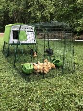 Un grande pollaio verde Eglu Cube con una corsa attaccata e un sacco di polli marroni dentro