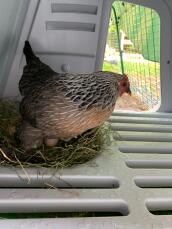 Una gallina che copre le sue uova nel suo pollaio