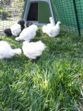 Diversi piccoli polli che beccano l'erba nella corsa del loro pollaio