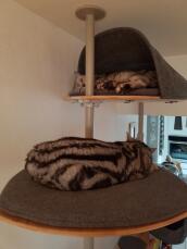 Due gatti che dormono sul loro albero per gatti al coperto