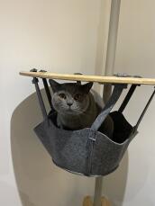 Un gatto grigio seduto nel cesto del suo albero di gatto indoor