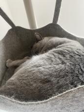 Un gatto grigio che dorme tranquillamente nell'amaca del suo albero di gatto indoor
