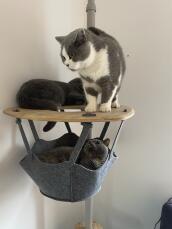 Tre gatti che condividono la mensola del loro albero per gatti al chiuso