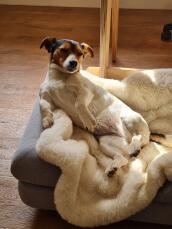 Al nostro cane piace molto la coperta di pelle di pecora, è molto morbida e funziona bene sul letto Topology! è bellissima anche da sola.