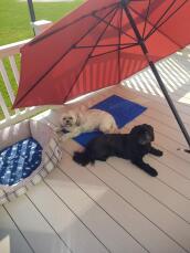 Due cani che si Godono il loro fresco tappetino di raffreddamento nella calura estiva