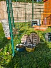 Due conigli che mangiano la cena nel loro recinto