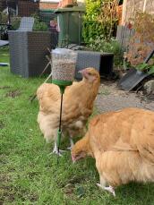 Due polli che beccano semi dal loro giocattolo di beccata