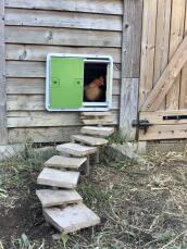 Una porta automatica verde per pollaio montata su un pollaio di legno