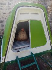 Una gallina che riposa nel suo pollaio verde