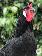 Un gallo nero e rosso in un giardino