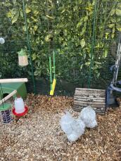 Alcuni accessori in un recinto per polli