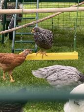 Un pollo appollaiato su un'altalena per polli