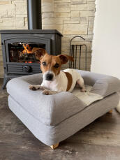 Cane seduto su Omlet Topology letto per cani con bolster topper grigio e piedi quadrati in legno