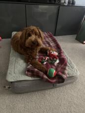 Un cane marrone riccioluto sdraiato sul suo letto grigio