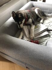 Un cane che mastica un giornale nel suo letto grigio con cuscino