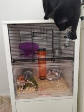 Chutney ama la sua nuova gabbia (a prova di gatto!)