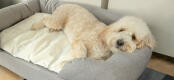Un cane bianco che dorme su una cuccia grigia in memory foam