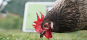 Un pollo marrone che becca sull'erba con un pollaio sullo sfondo