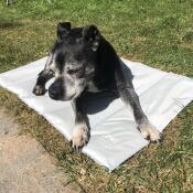 Cane sdraiato su Omlet tappetino di raffreddamento per cani