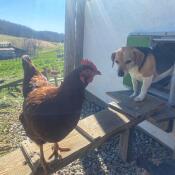 Cane che esce da Omlet porta pollaio automatico verde con pollo su scala coop