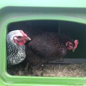Galline che guardano intorno a una cassetta di nidificazione