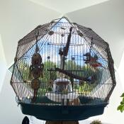 Il Omlet Geo gabbia per uccelli all'interno di una splendida casa di design.