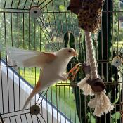 Un trespolo per uccelli all'interno della gabbia per uccelli Omlet Geo .