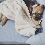 Walter ama la sua coperta morbida e accogliente