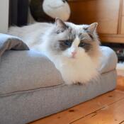 Letto a bolster in schiuma di memoria cat on cat