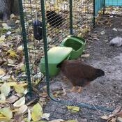 Pollo che mangia da una mangiatoia per polli