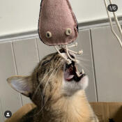 Un gatto che gioca con un giocattolo pieno di erba gatta