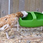 Fauna (Padovana Ciuffata) con il suo beverino Eglu Cube