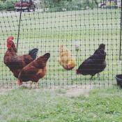 Polli con Omlet recinzione per polli