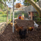 Le galline Discovering loro albero artificiale fatto di posatoi