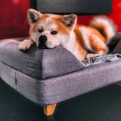 Cane carino sdraiato su Omlet Topology letto per cani con bolster bed topper e piedi quadrati in legno