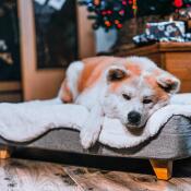 Cane carino sdraiato su Omlet Topology letto per cani con topper in pelle di pecora e piedi quadrati in legno