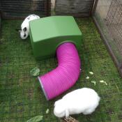 Miffy & smudge che si Godono la loro nuova casa e il tubo.